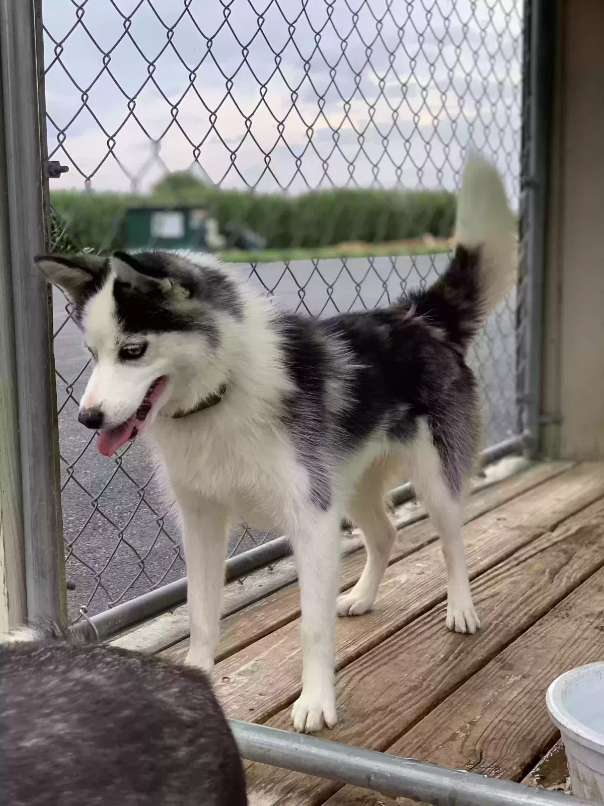 Lost dog in Bird In Hand, PA, 17505