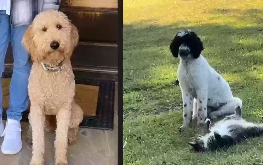 Lost dog in Madison, GA, 30650