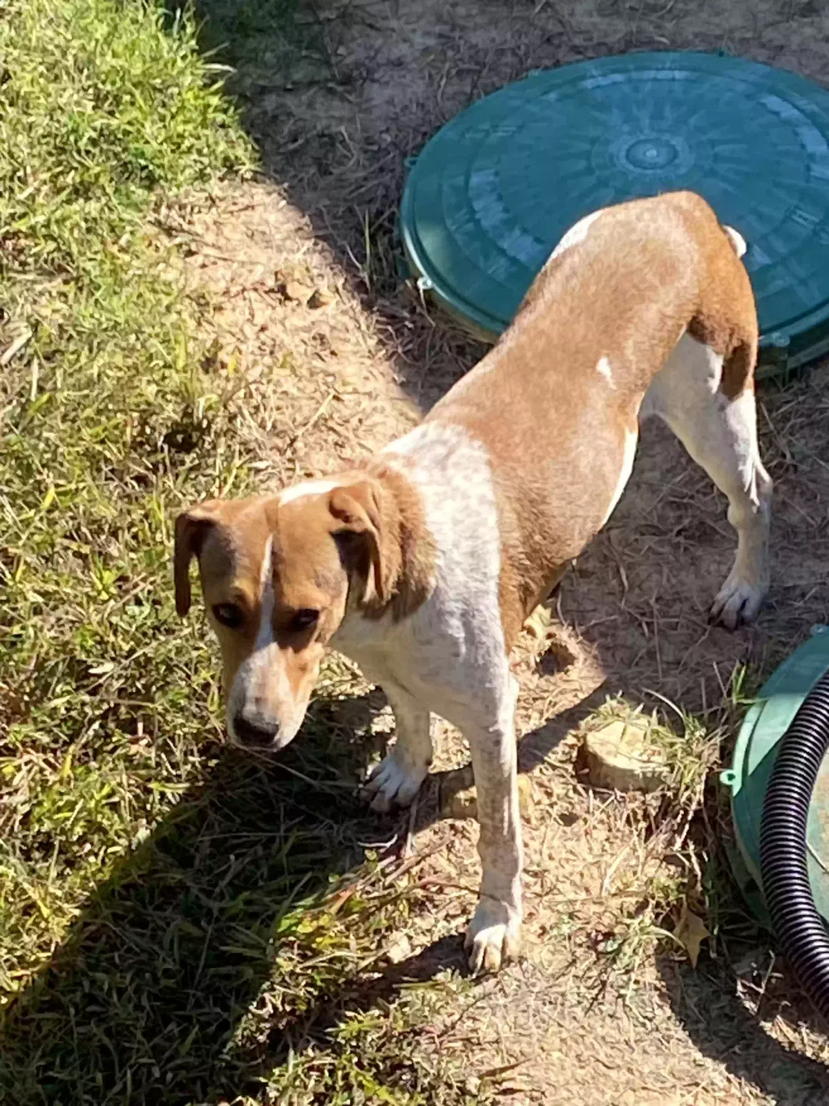 Found dog in Hanna, OK, 74845