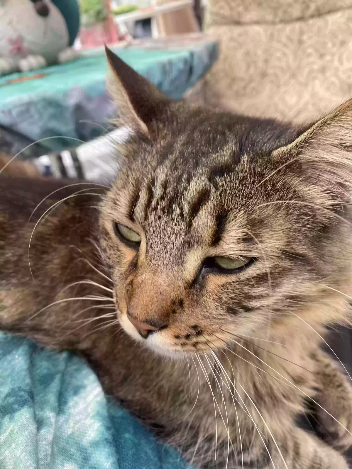 Found cat in Grand Rapids, MI, 49548