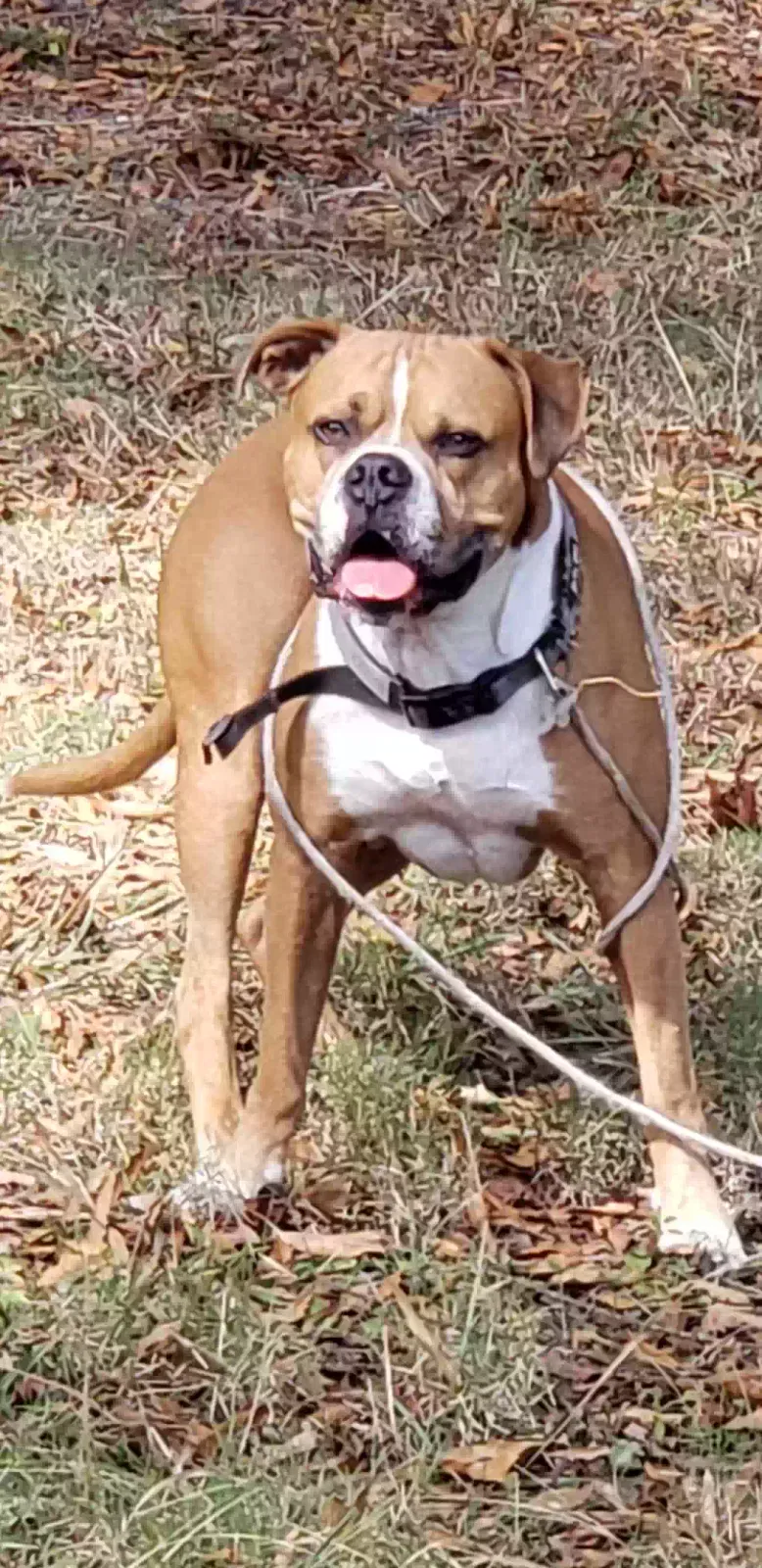 Lost dog in Calera, AL, 35040