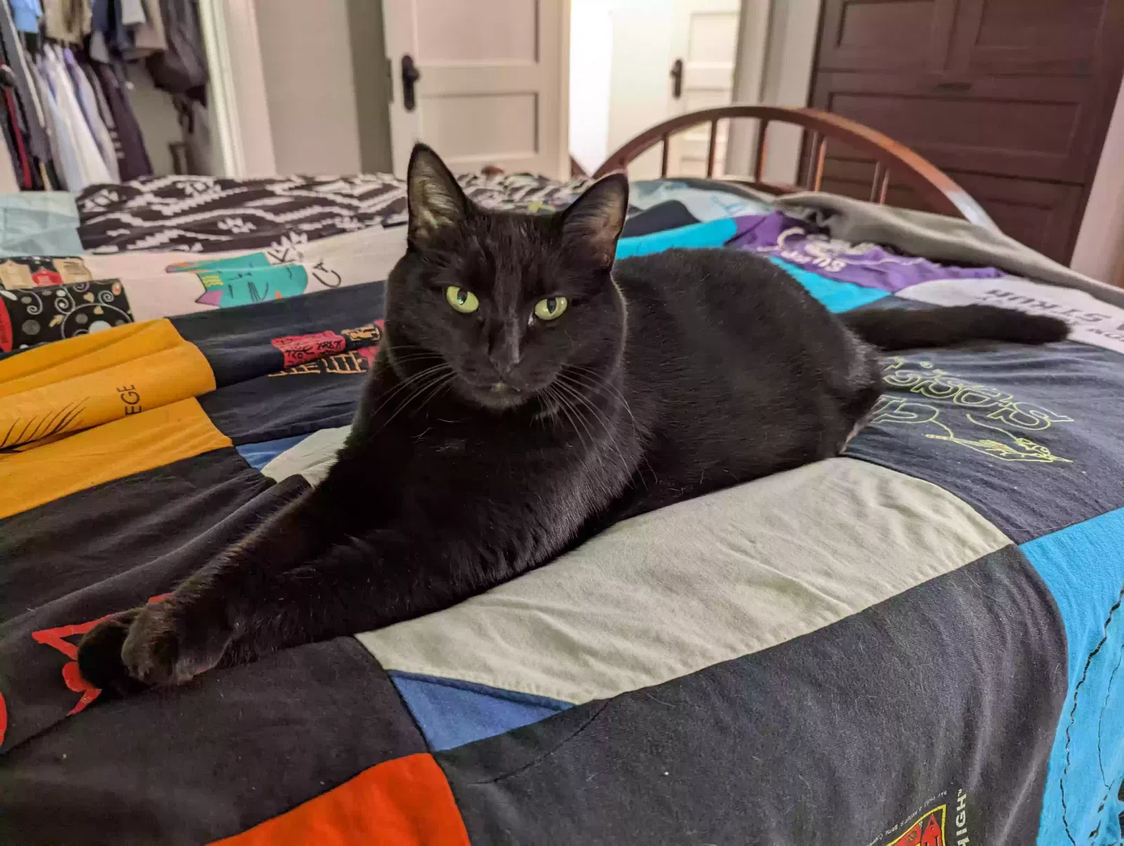 Lost cat in Saint Louis, MO, 63116