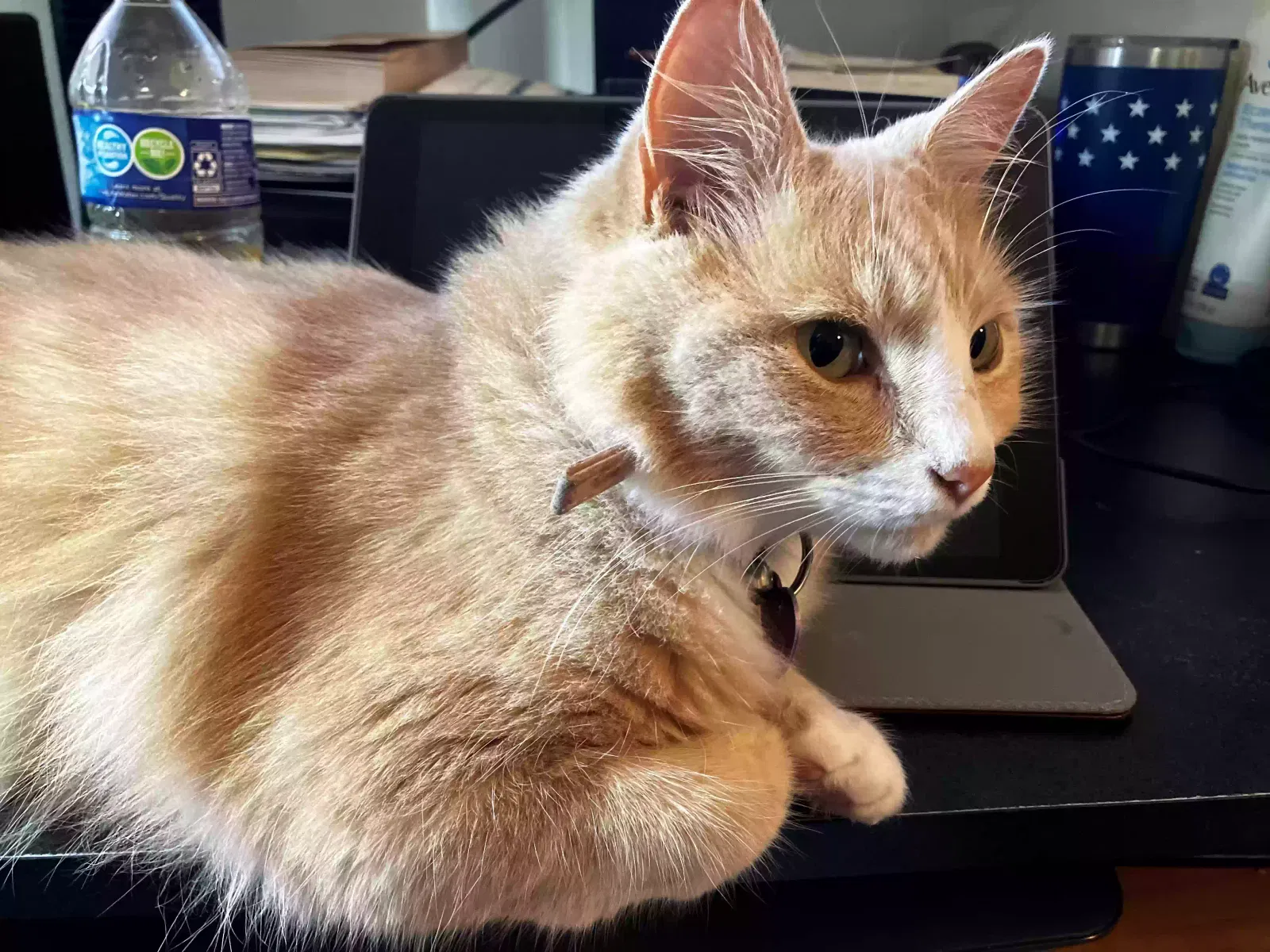 Lost cat in Glen Allen, VA, 23060