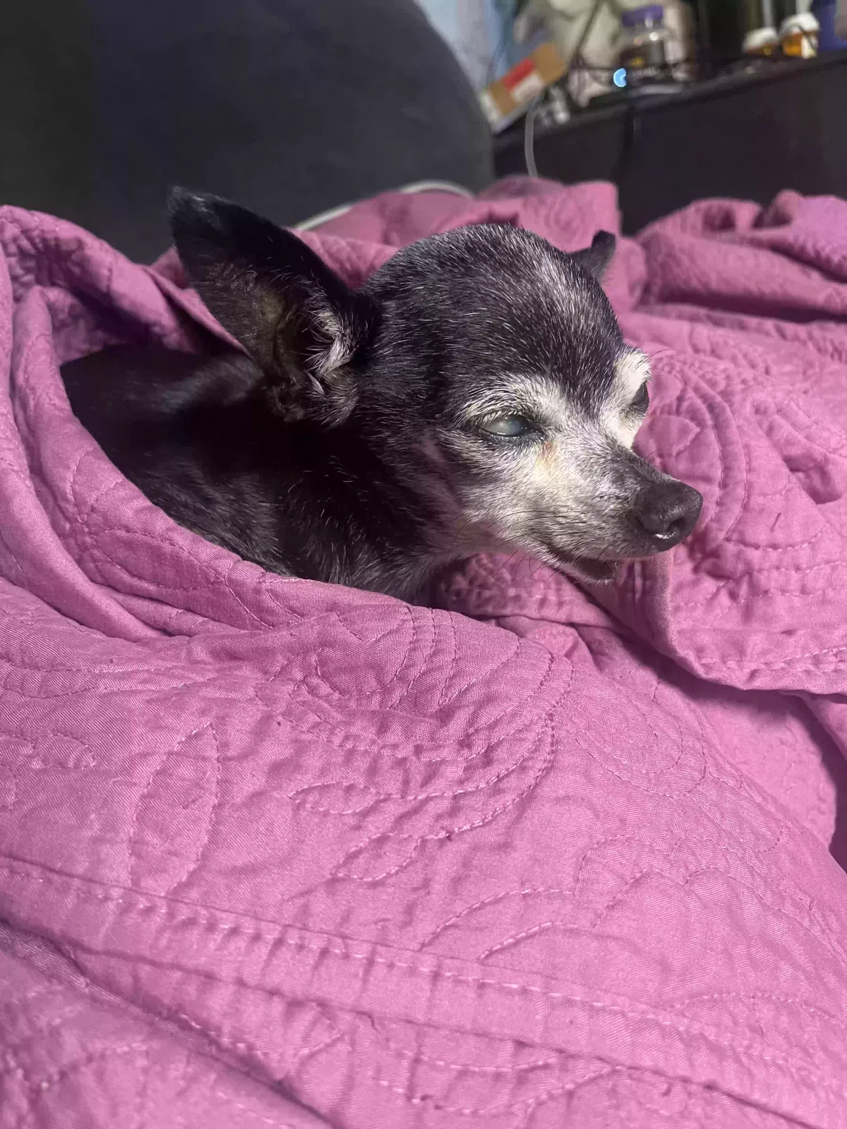 Lost dog in Vista, CA, 92083