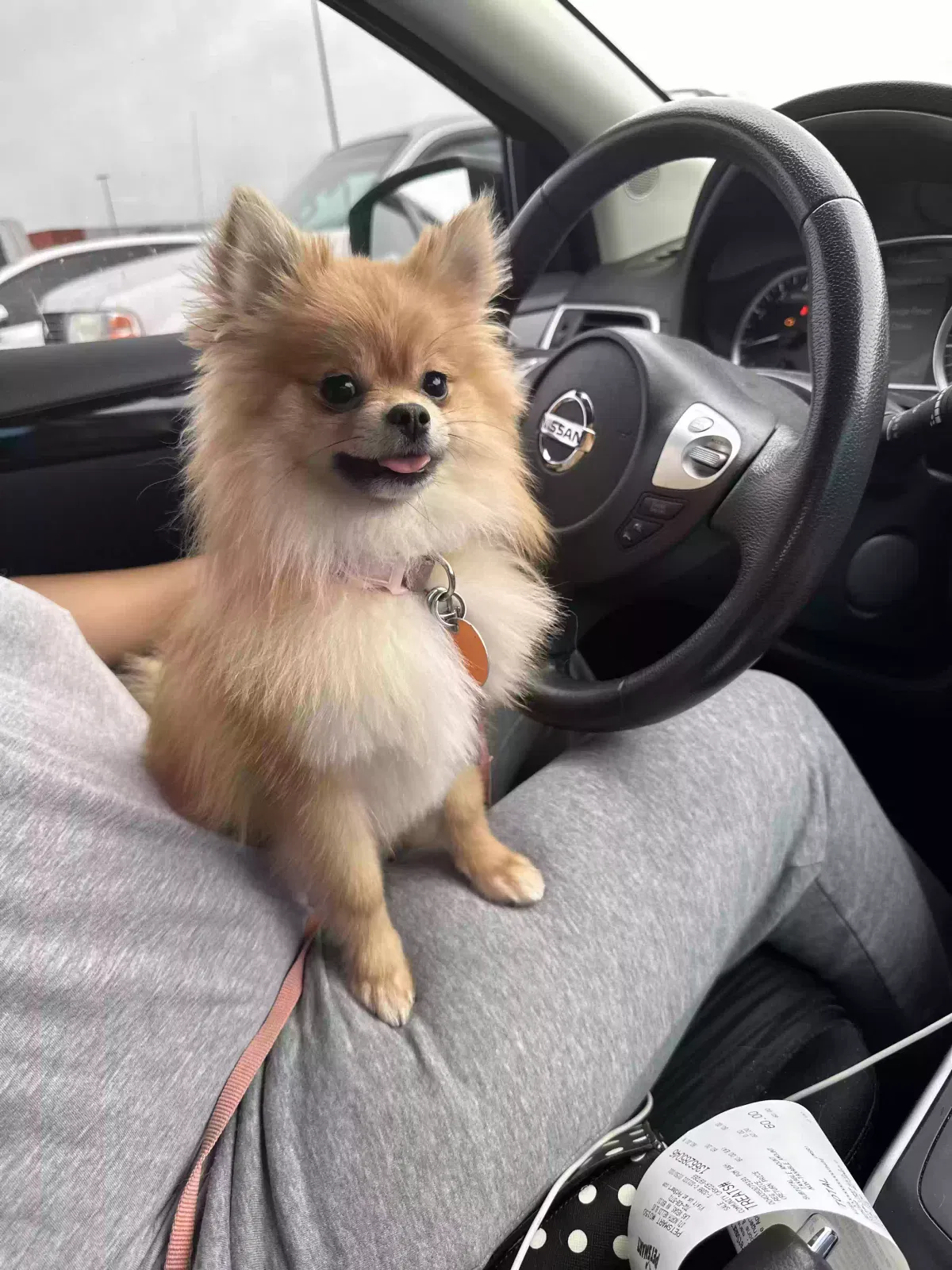 Lost dog in Las Vegas, NV, 89110