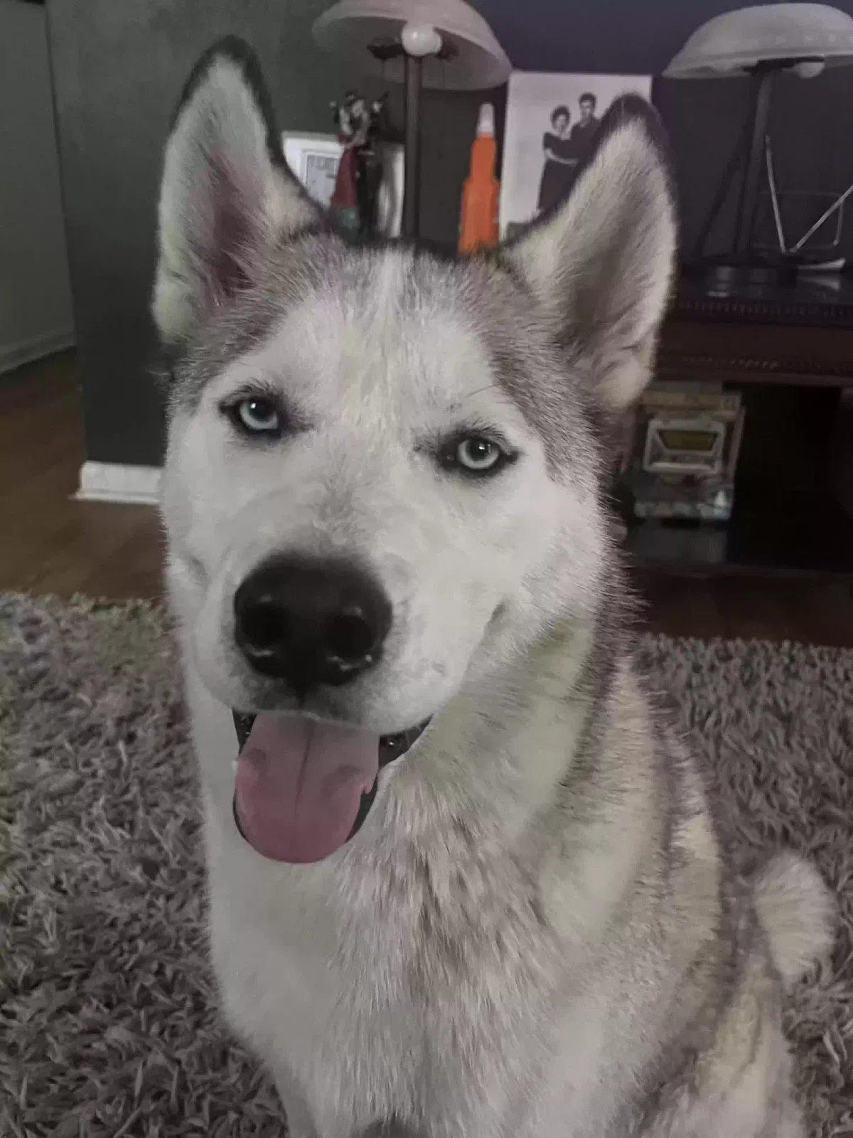 Lost dog in Denver, CO, 80223