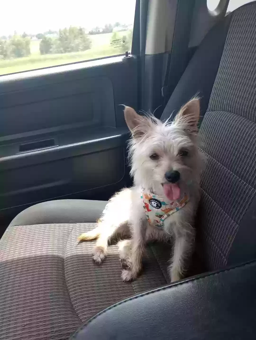 Lost dog in Oklahoma City, OK, 73160