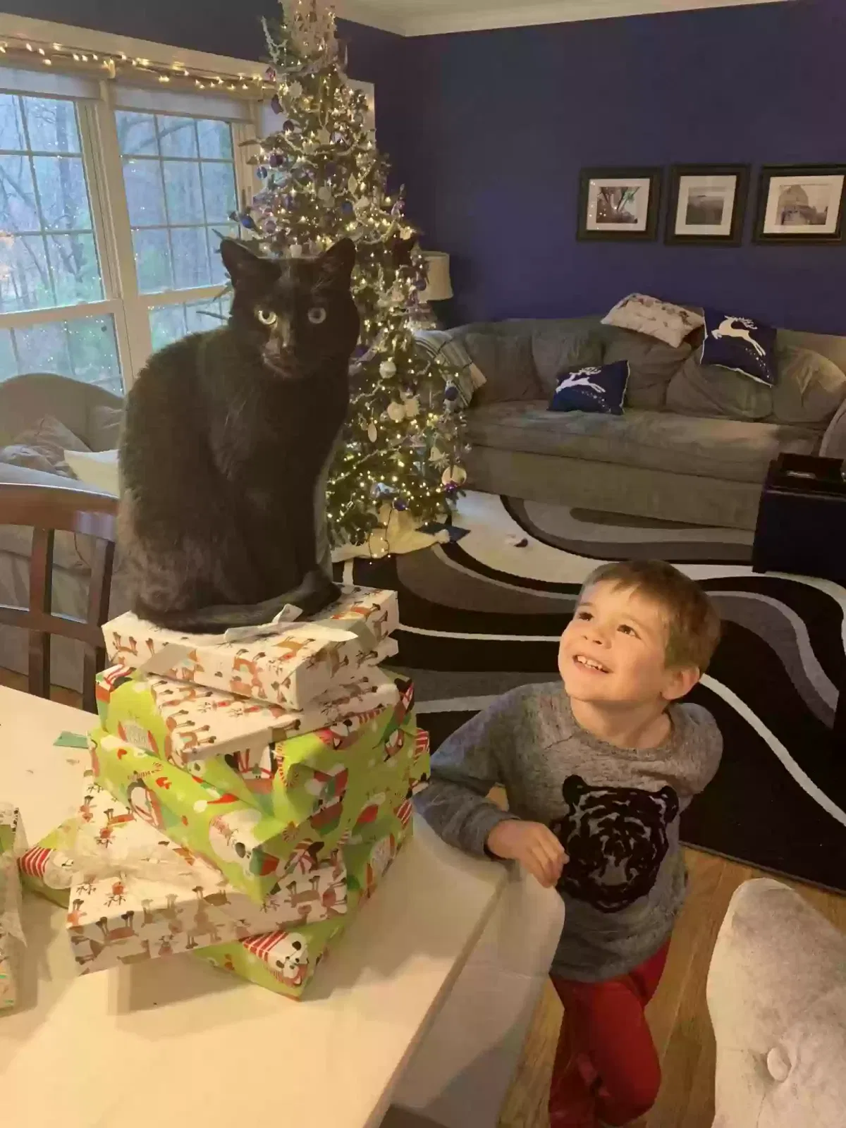 Lost cat in Alexandria, VA, 22310
