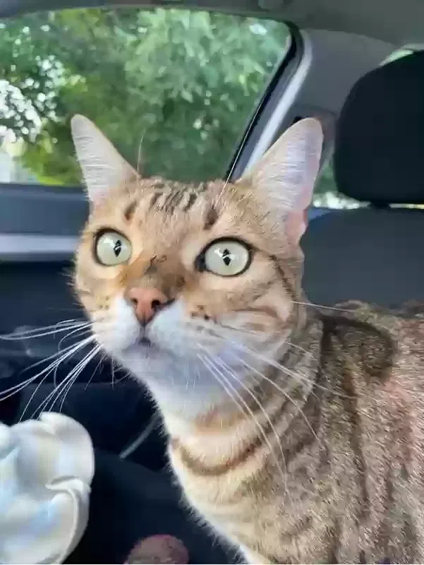 Lost cat in Black Hawk, SD, 57718