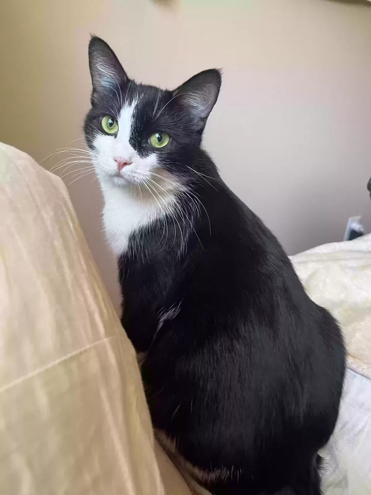 Lost cat in Burleson, TX, 76028