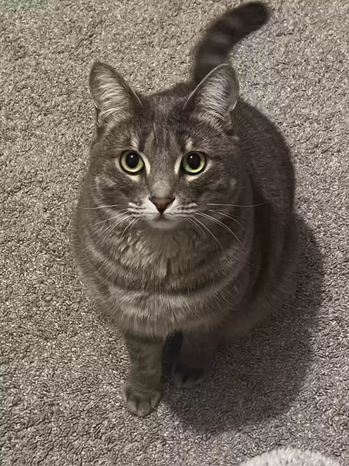 Lost cat in San Diego, CA, 92130
