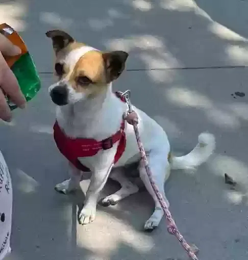 Lost dog in Anaheim, CA, 92804