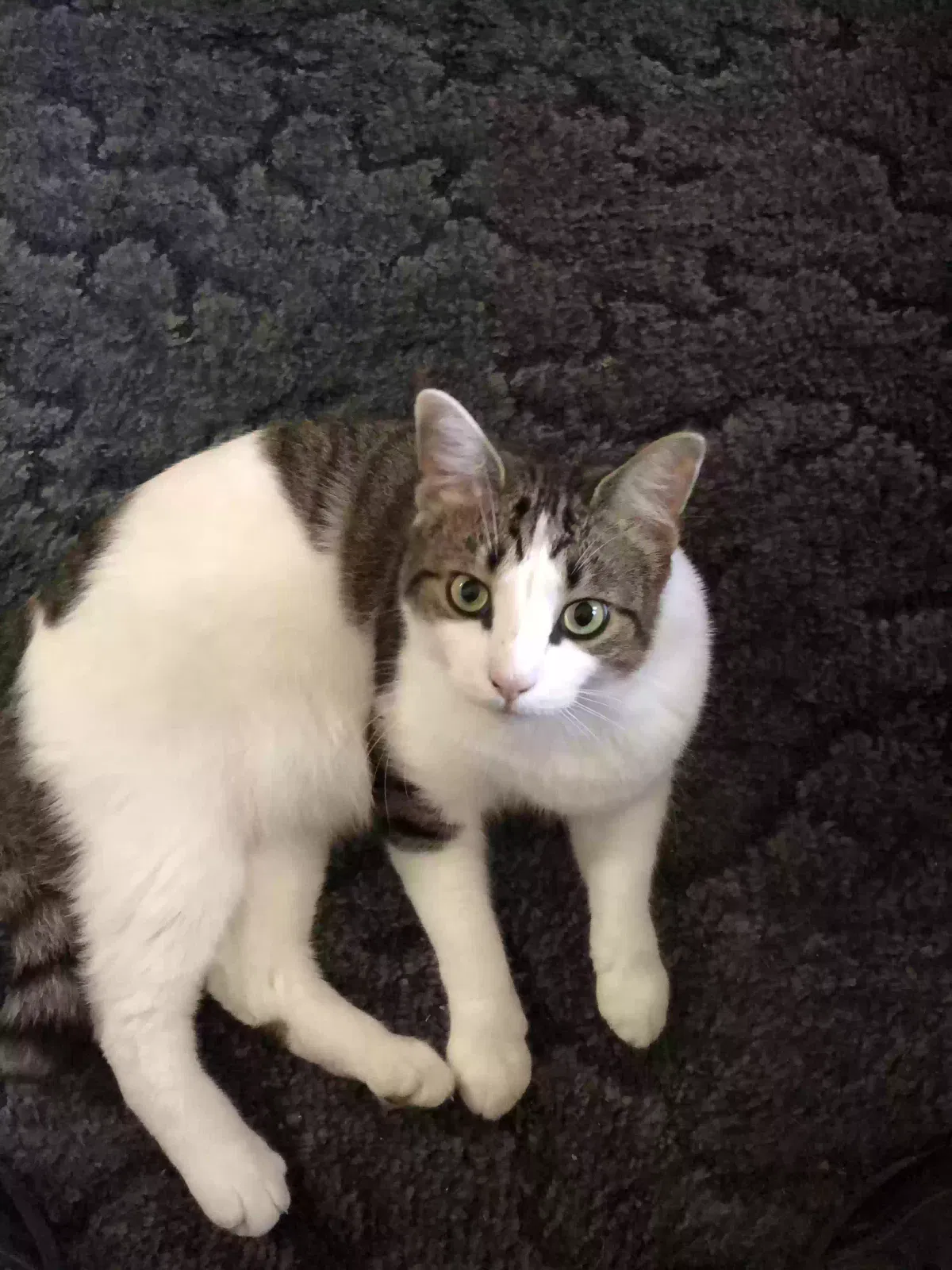Lost cat in Brunswick, GA, 31520