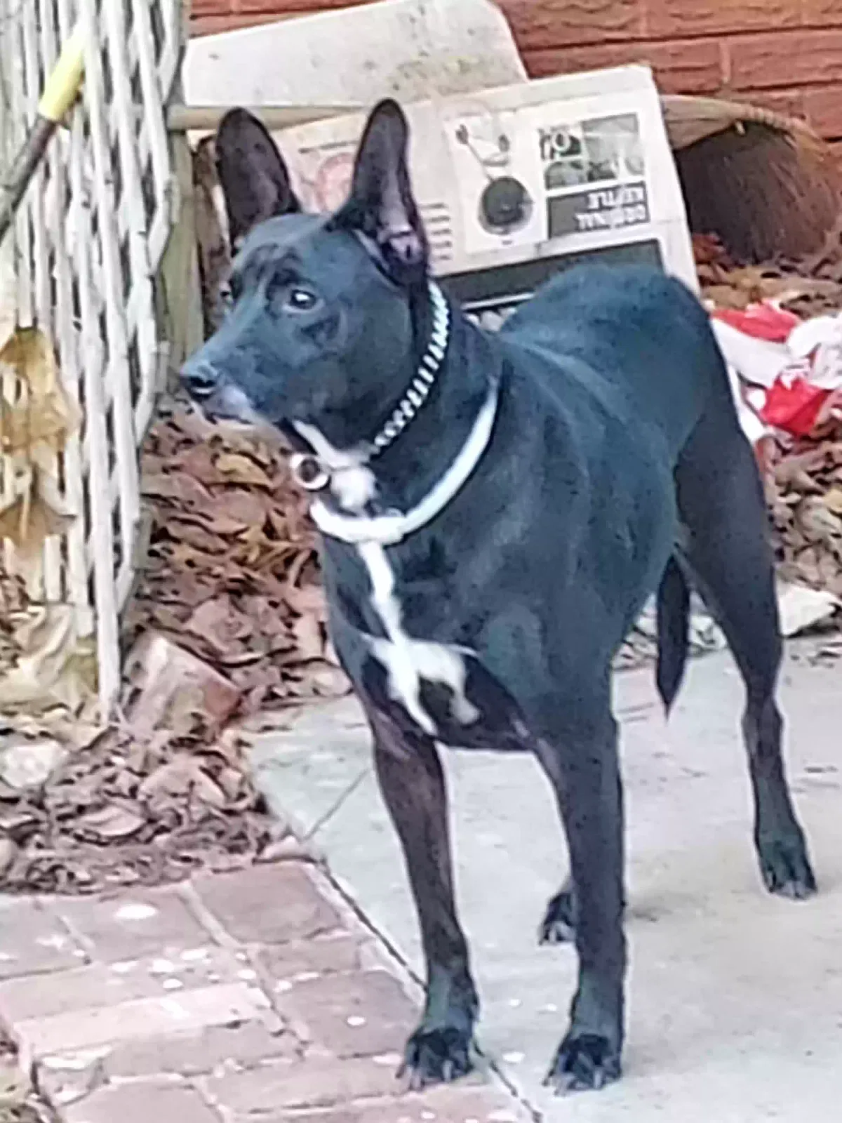 Lost dog in Oklahoma City, OK, 73112