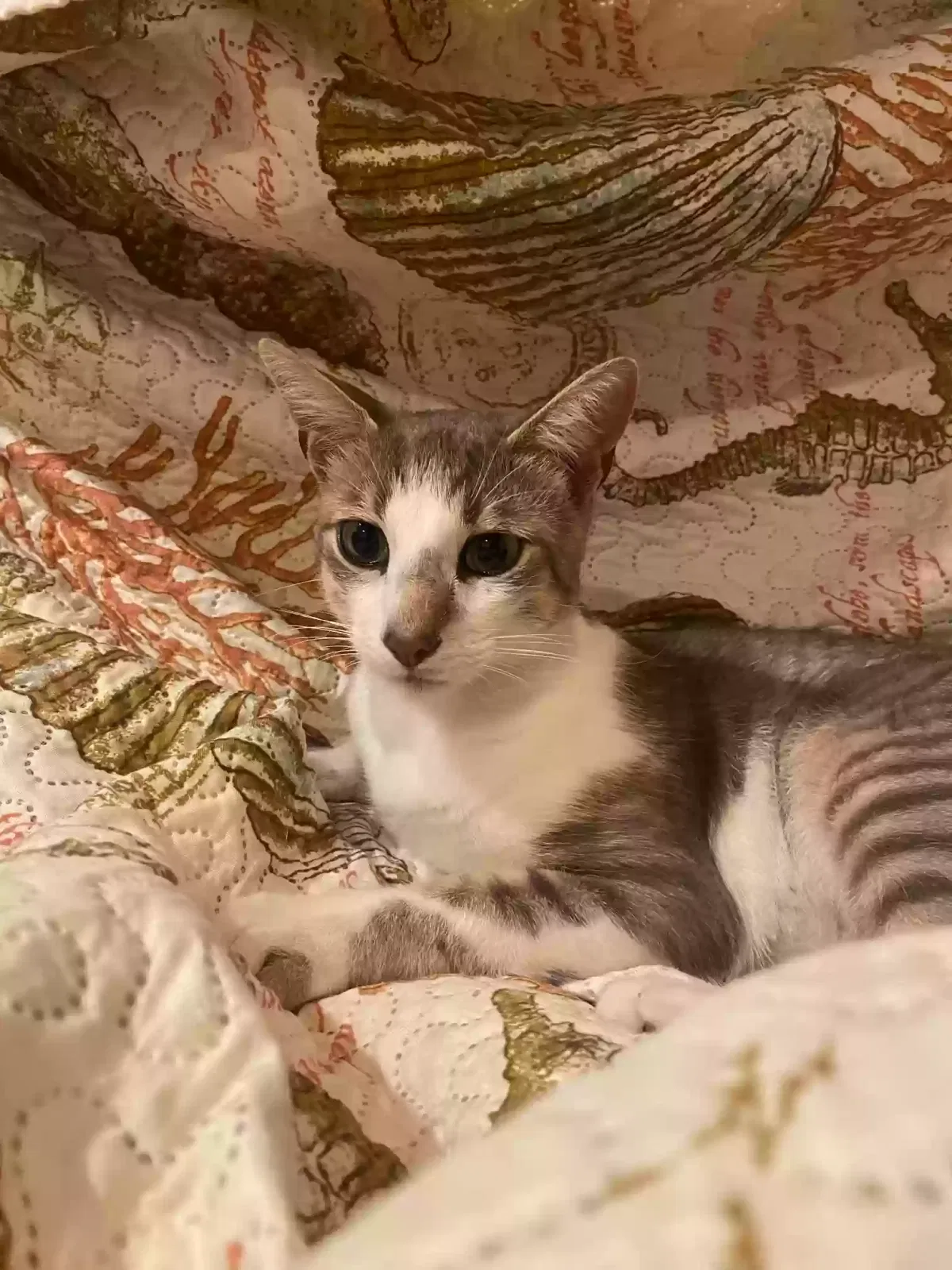 Lost cat in Compton, CA, 90222