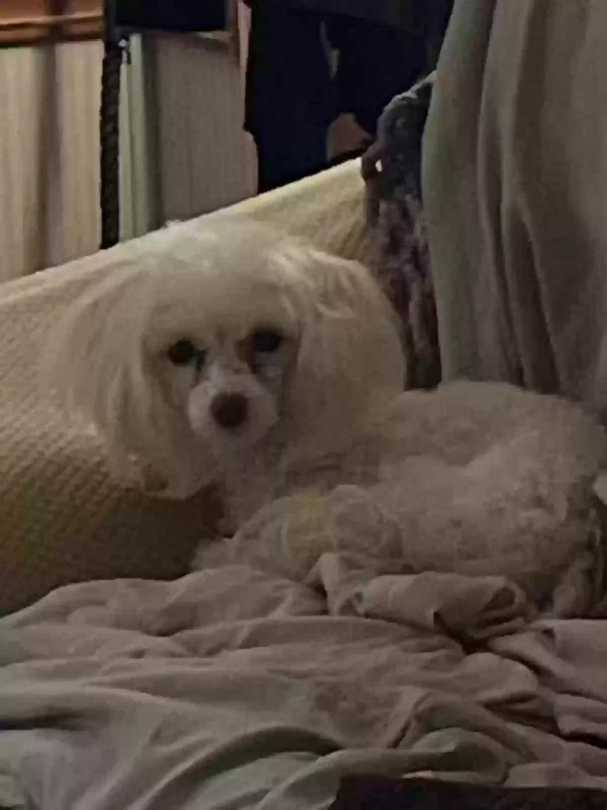 Lost dog in Athens, TX, 75751