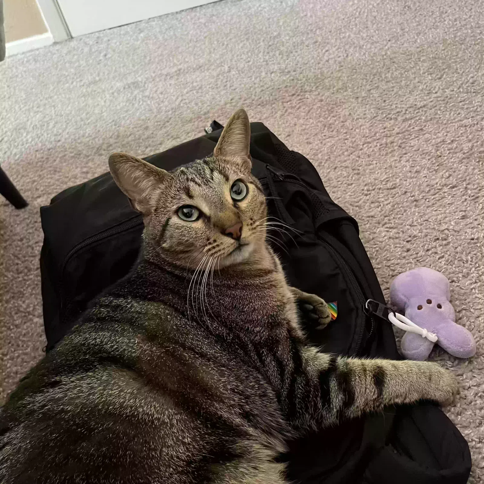 Lost cat in San Antonio, TX, 78230