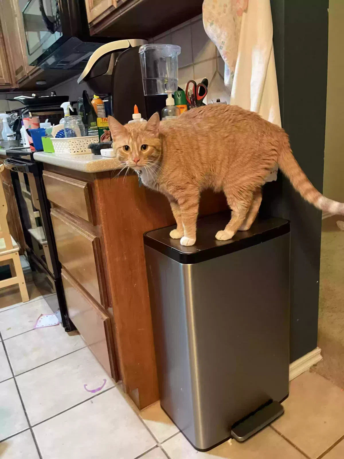 Lost cat in Edmond, OK, 73012