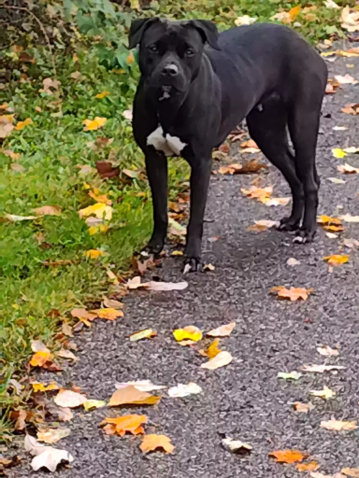 Found dog in Lansing, MI, 48910