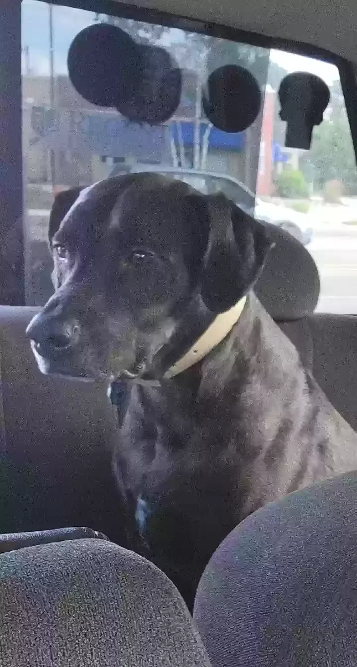 Lost dog in Swanzey, NH, 3446