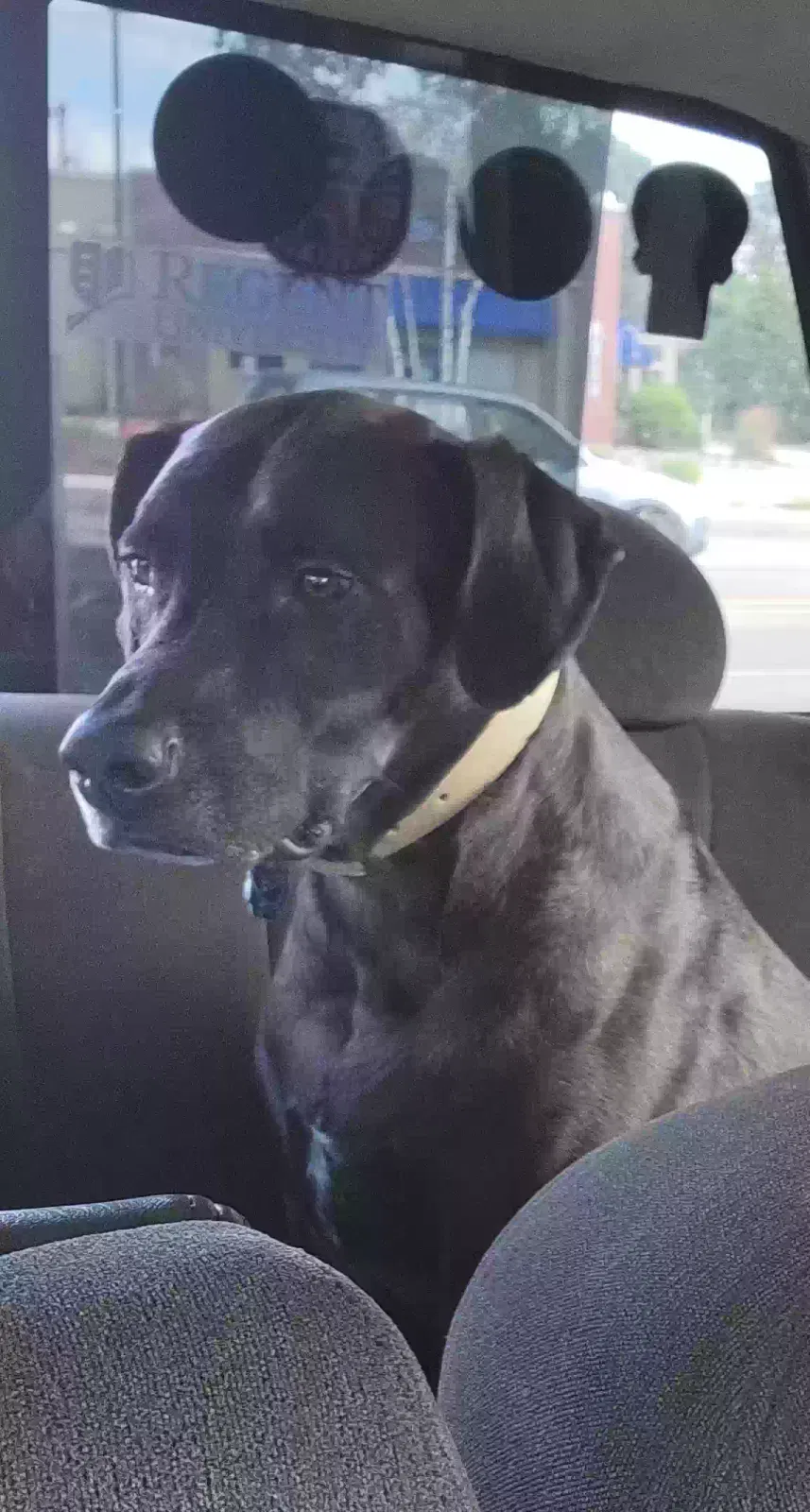 Lost dog in Keene, NH, 3431
