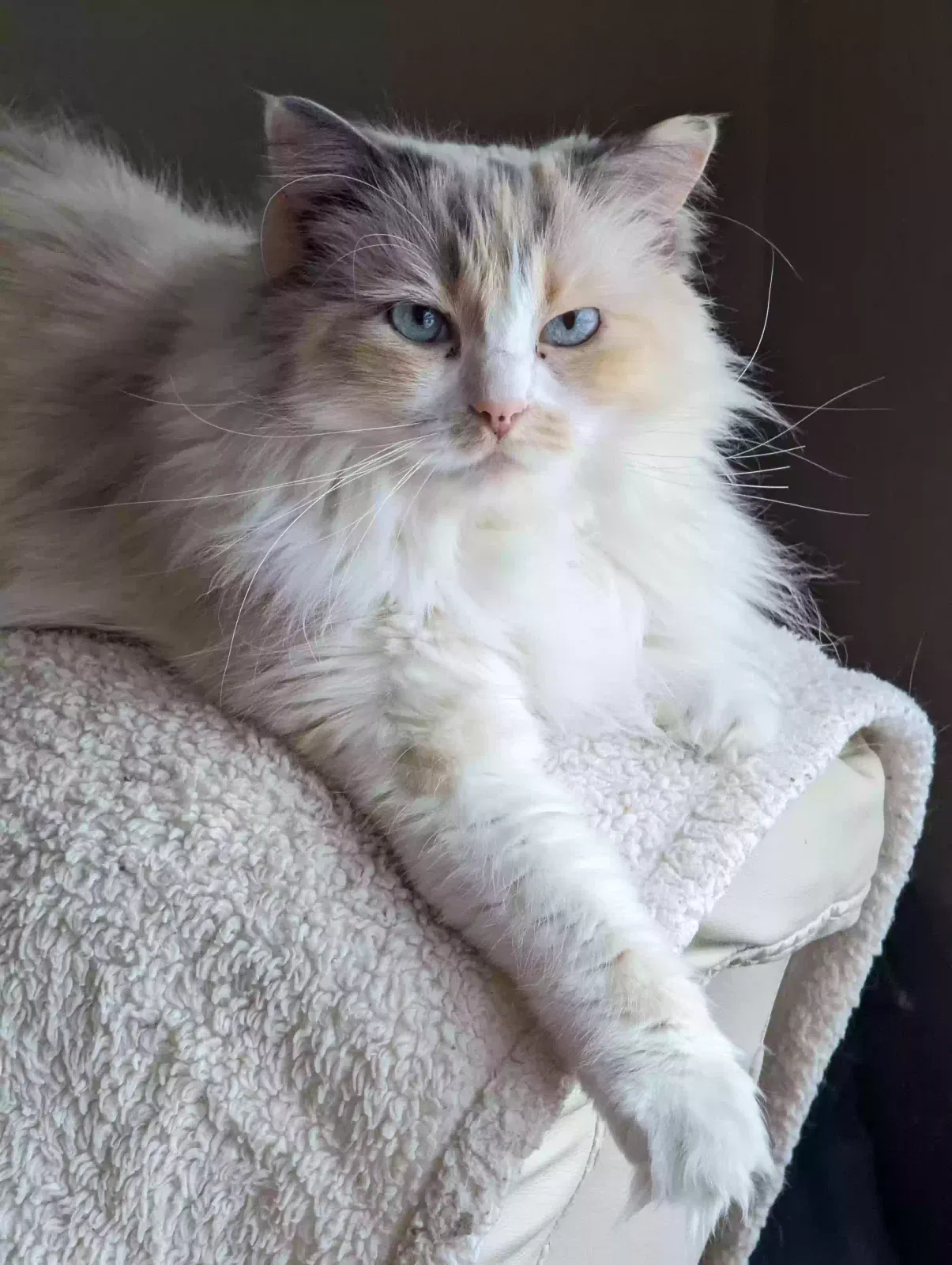 Lost cat in West Fargo, ND, 58078