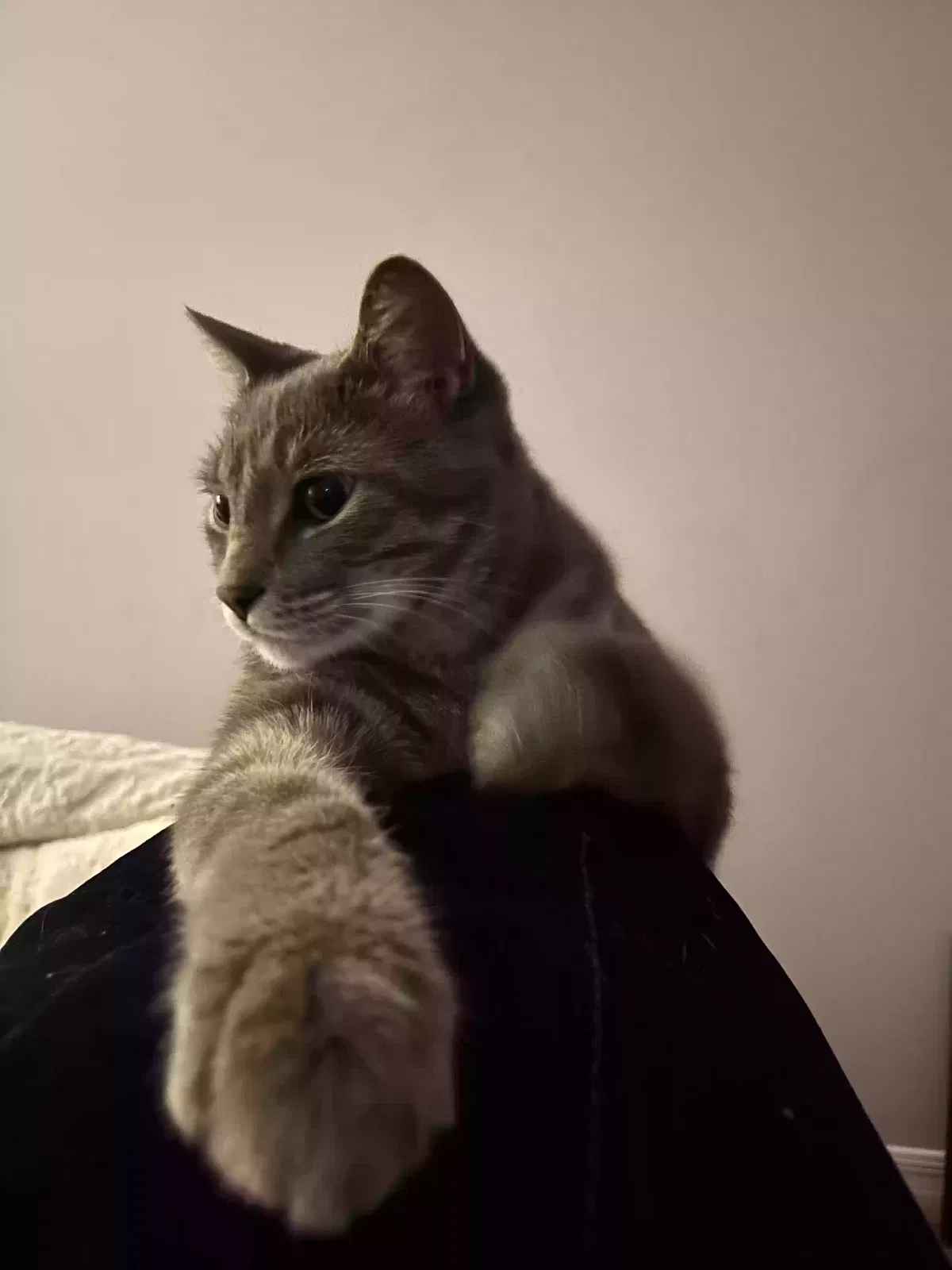 Lost cat in Ocala, FL, 34476