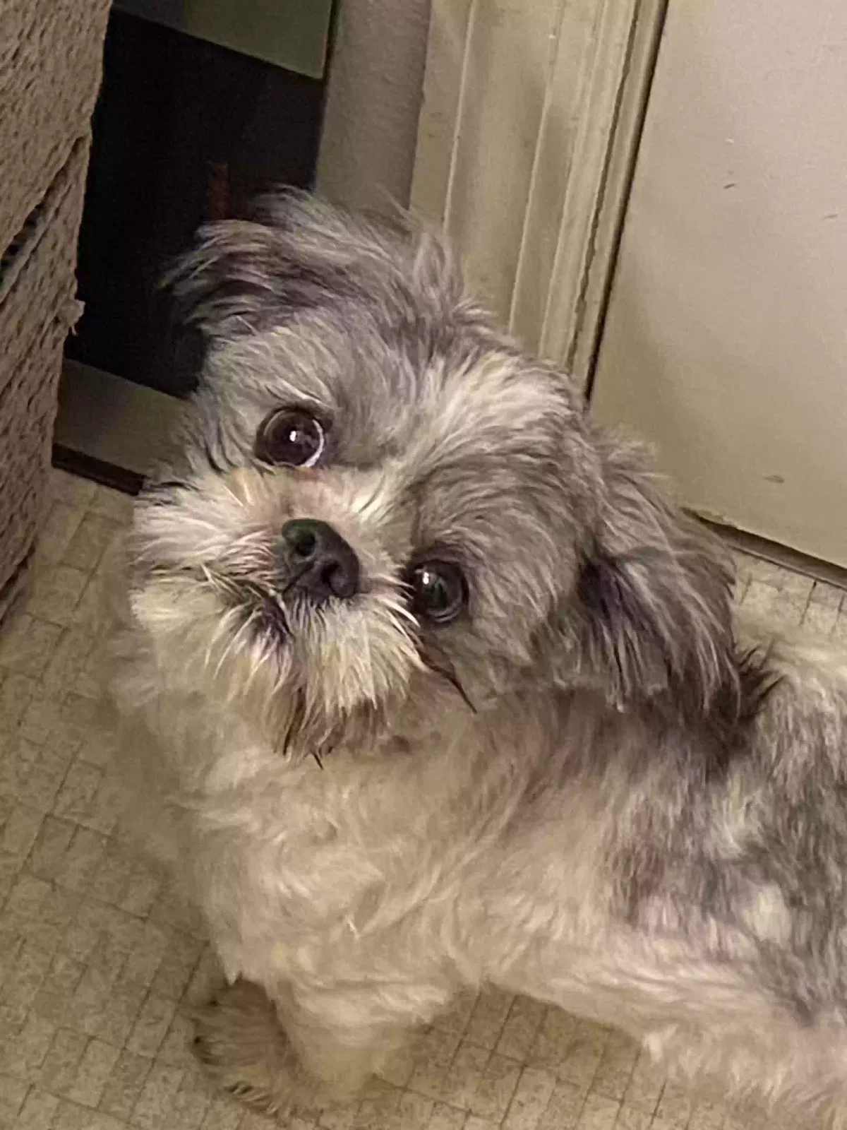 Lost dog in Erick, OK, 73645