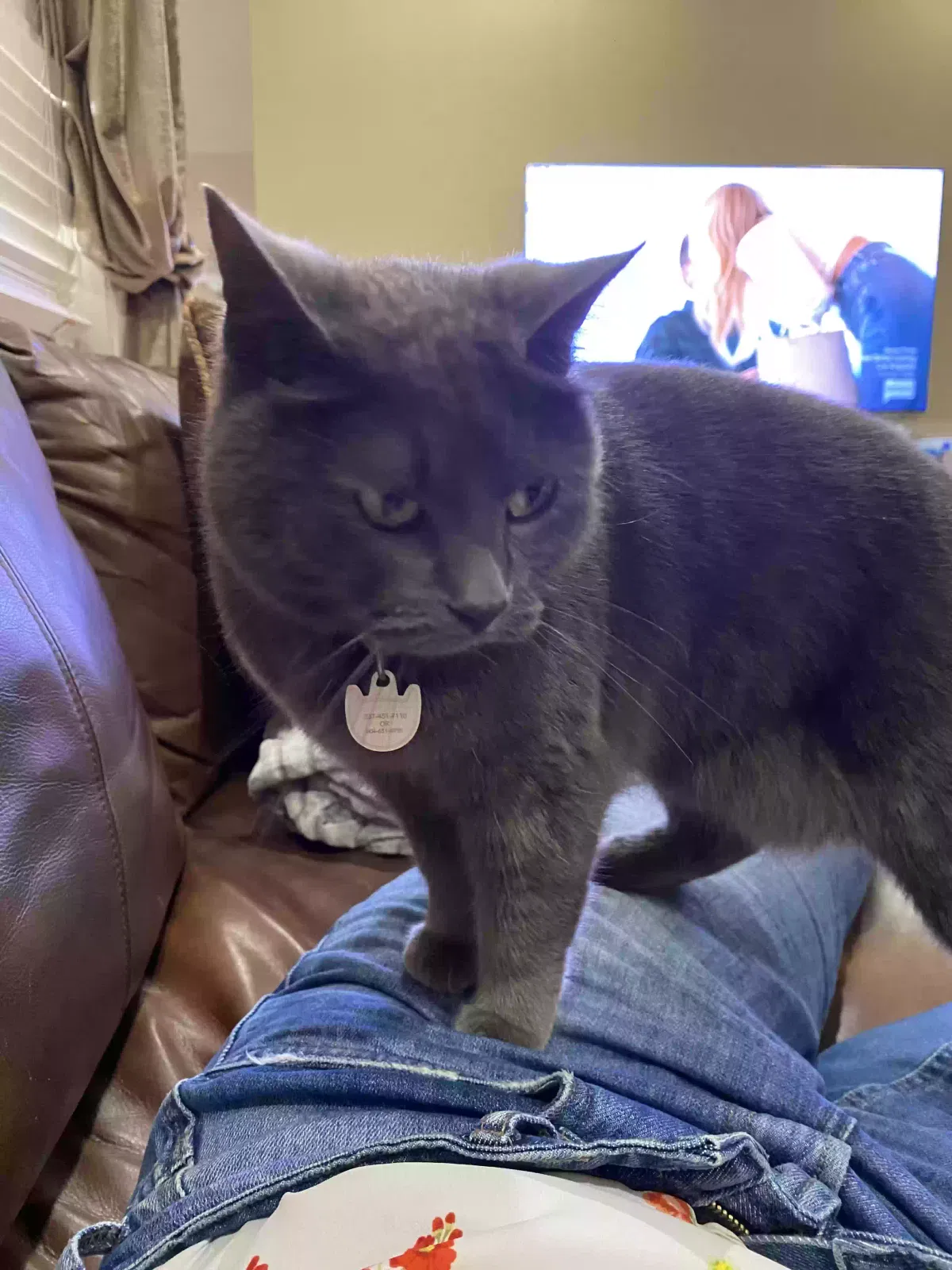 Lost cat in Youngsville, LA, 70592
