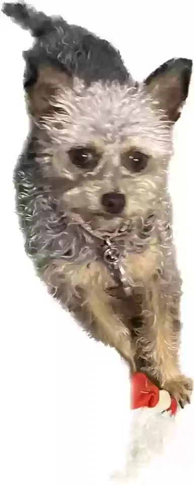 Lost dog in Woodstock, GA, 30188