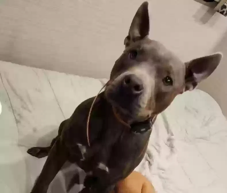 Lost dog in Sperry, OK, 74073