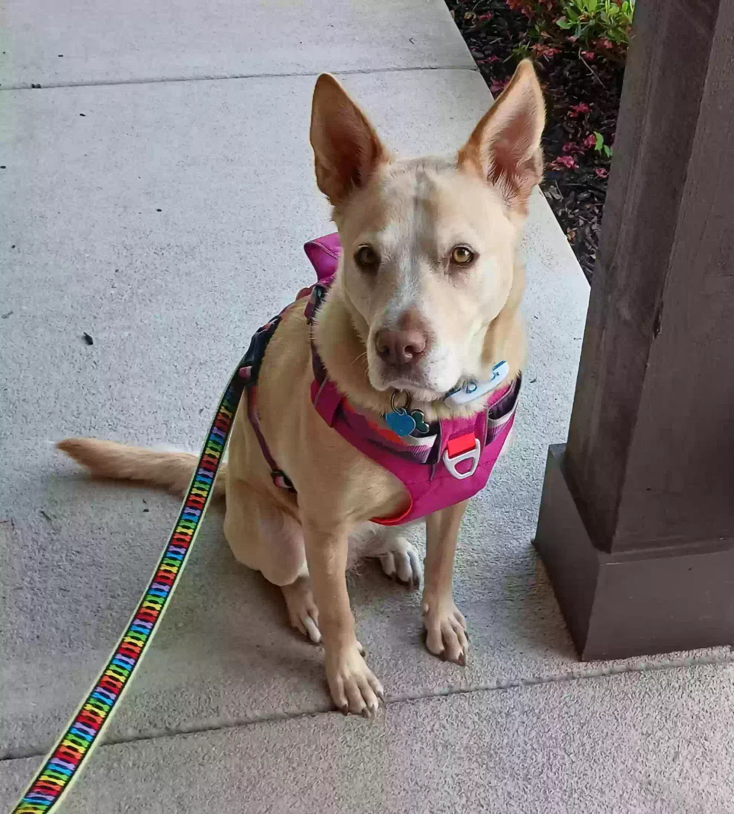 Lost dog in Raleigh, NC, 27617