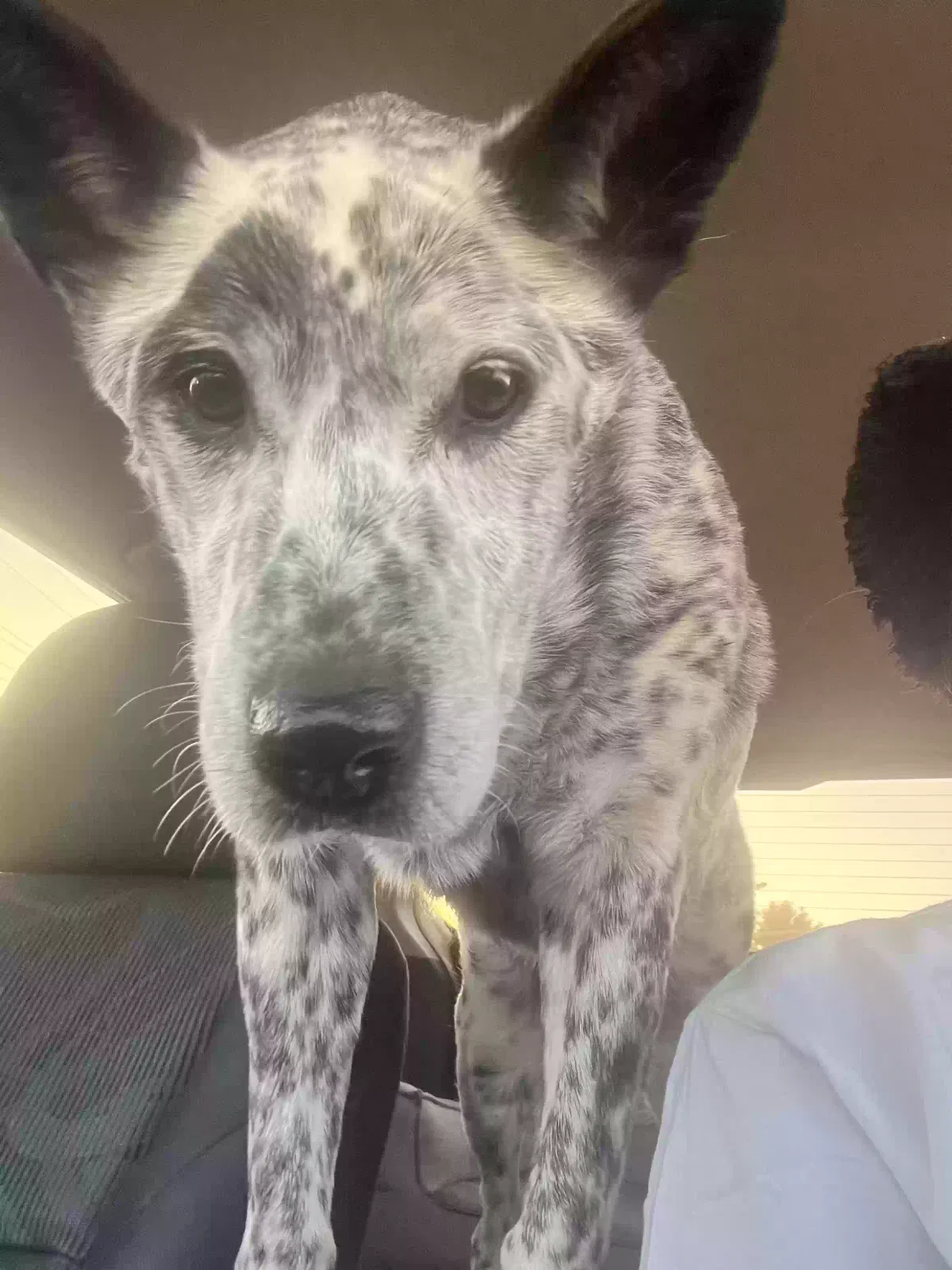Lost dog in Lake Elsinore, CA, 92530