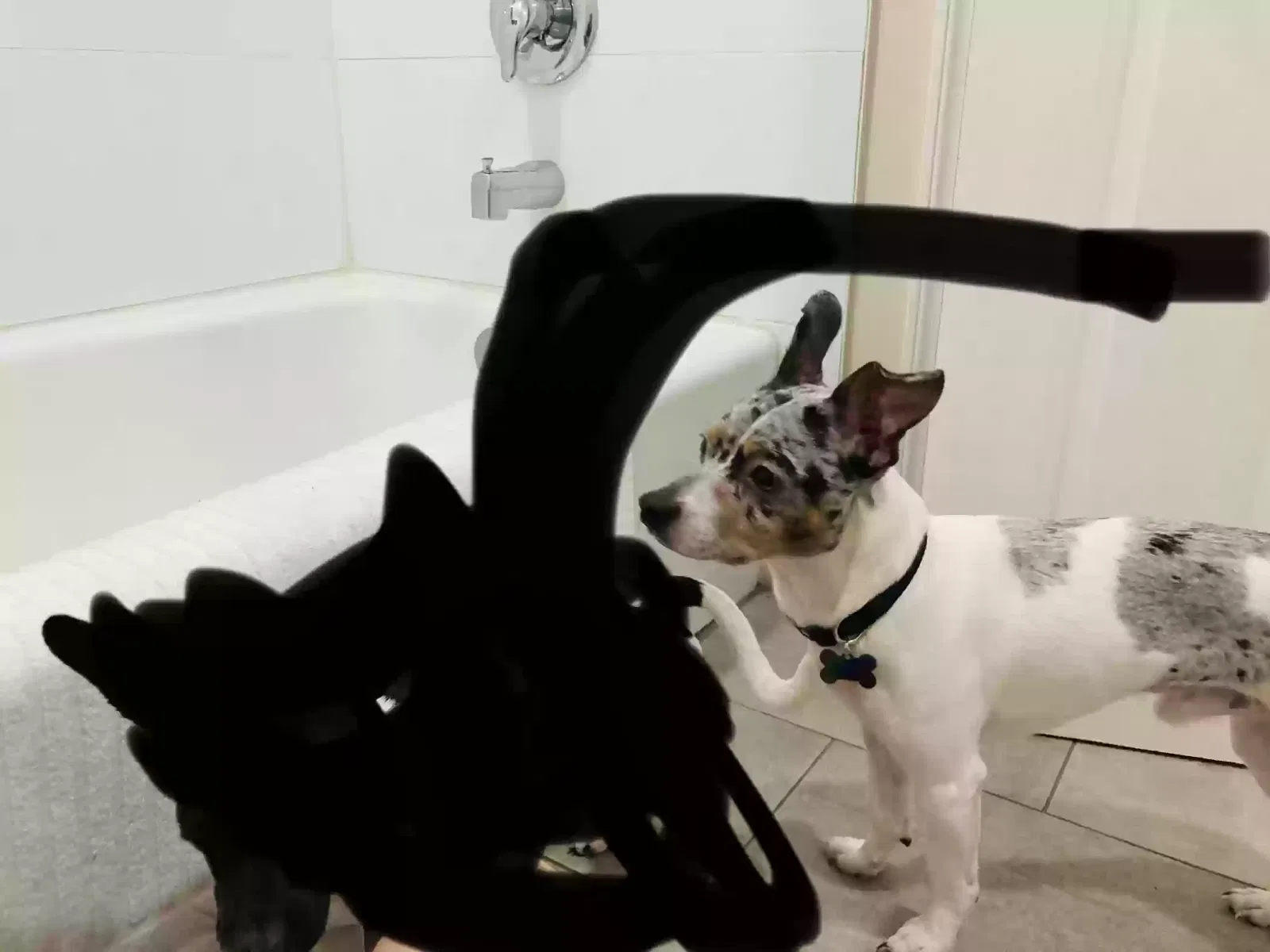 Lost dog in Rio Oso, CA, 95674
