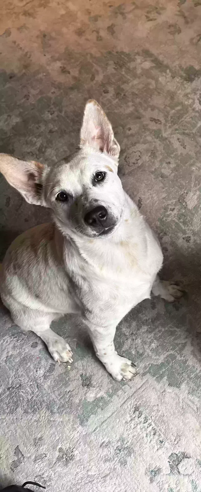 Lost dog in San Antonio, TX, 78250