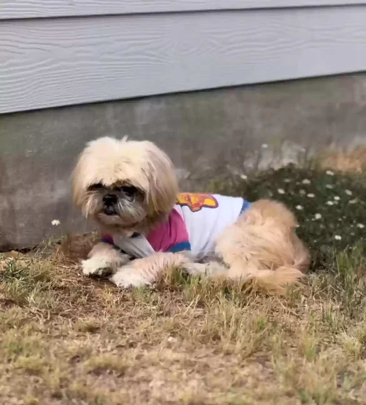 Lost dog in San Antonio, TX, 78249