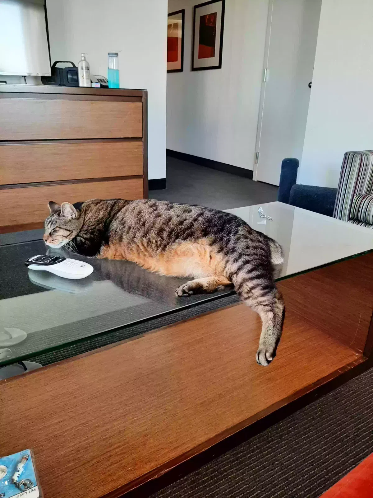 Lost cat in Tacoma, WA, 98465