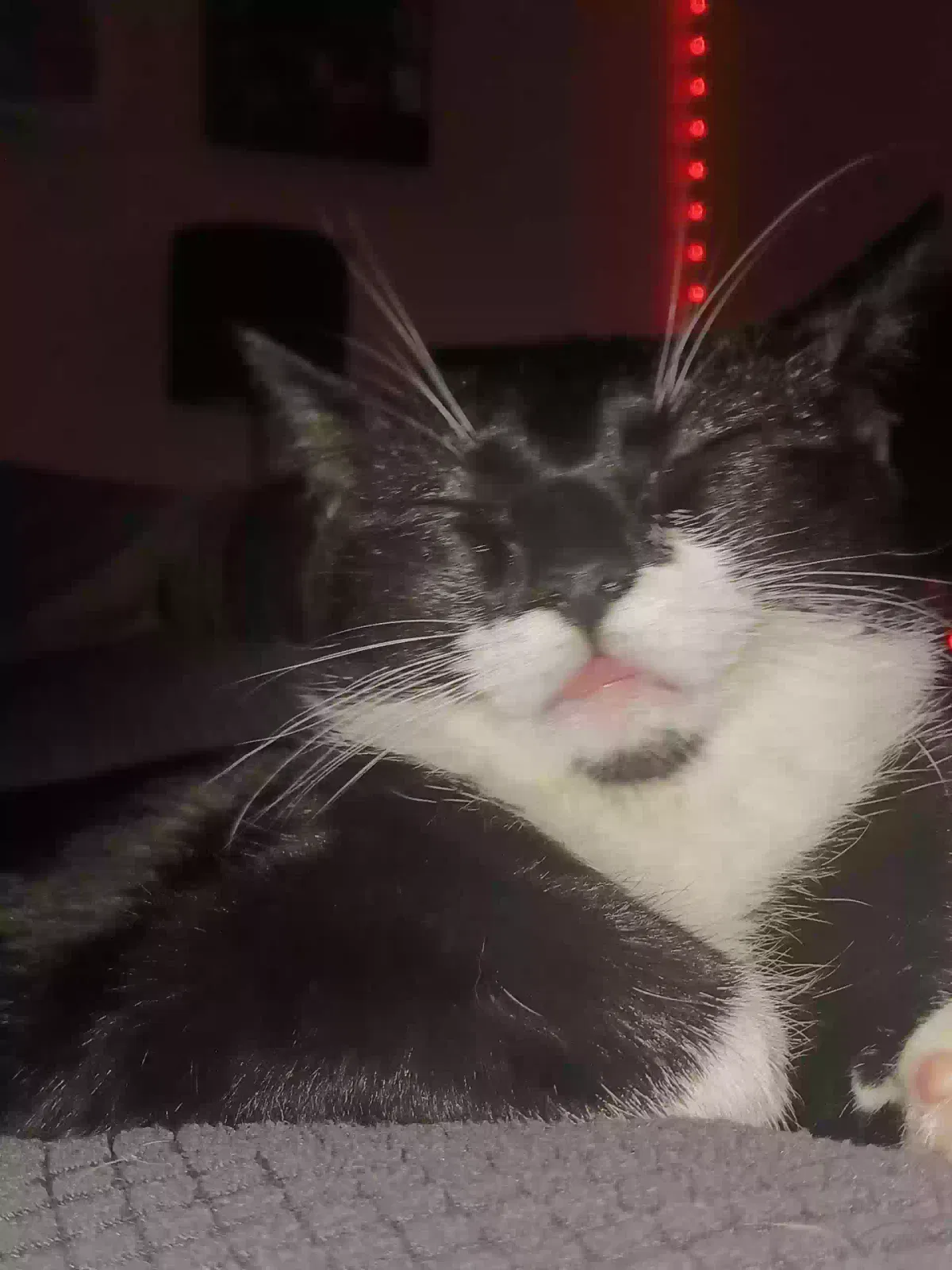Lost cat in Leander, TX, 78645
