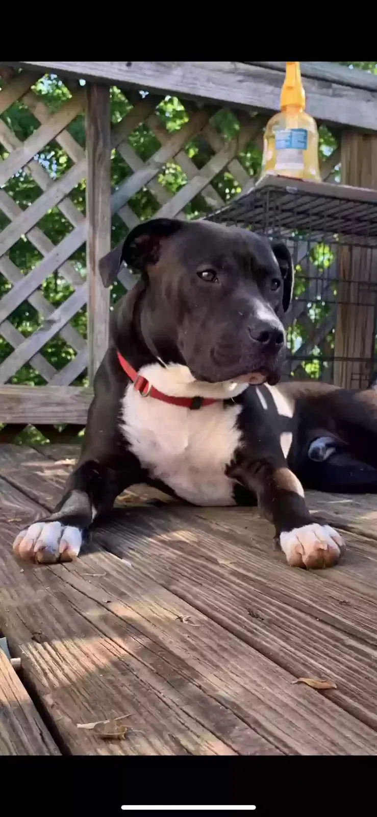 Lost dog in Statesville, NC, 28625