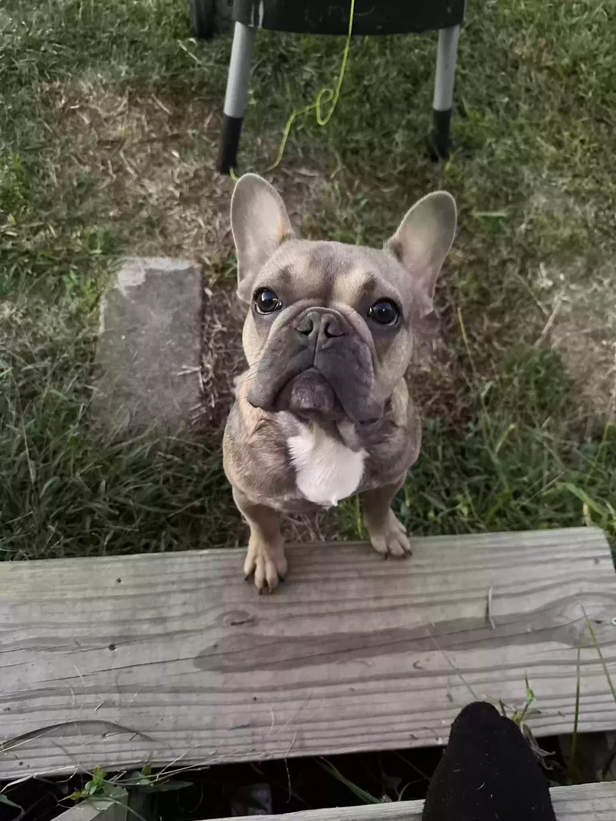 Lost dog in Youngsville, LA, 70592