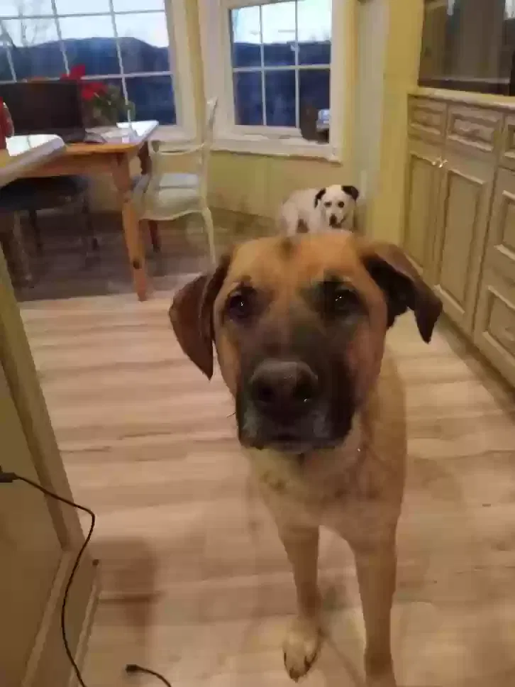 Lost dog in Emmitsburg, MD, 21727