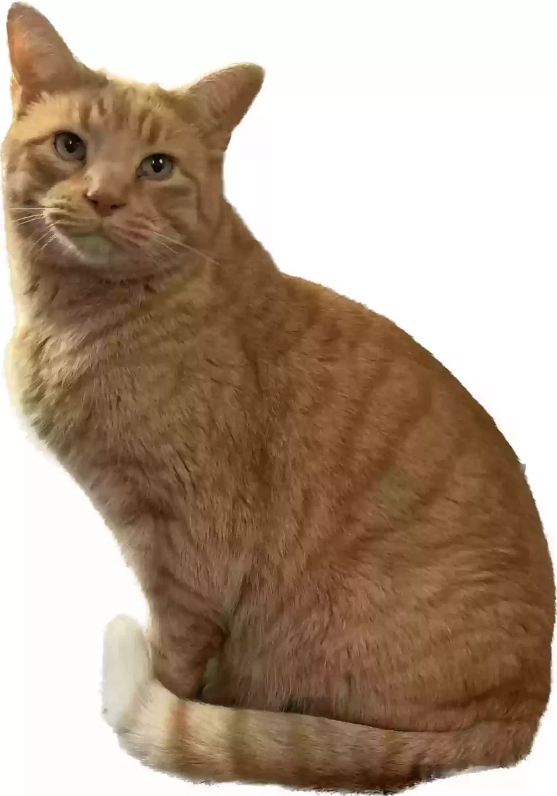 Lost cat in Pittsburgh, PA, 15237