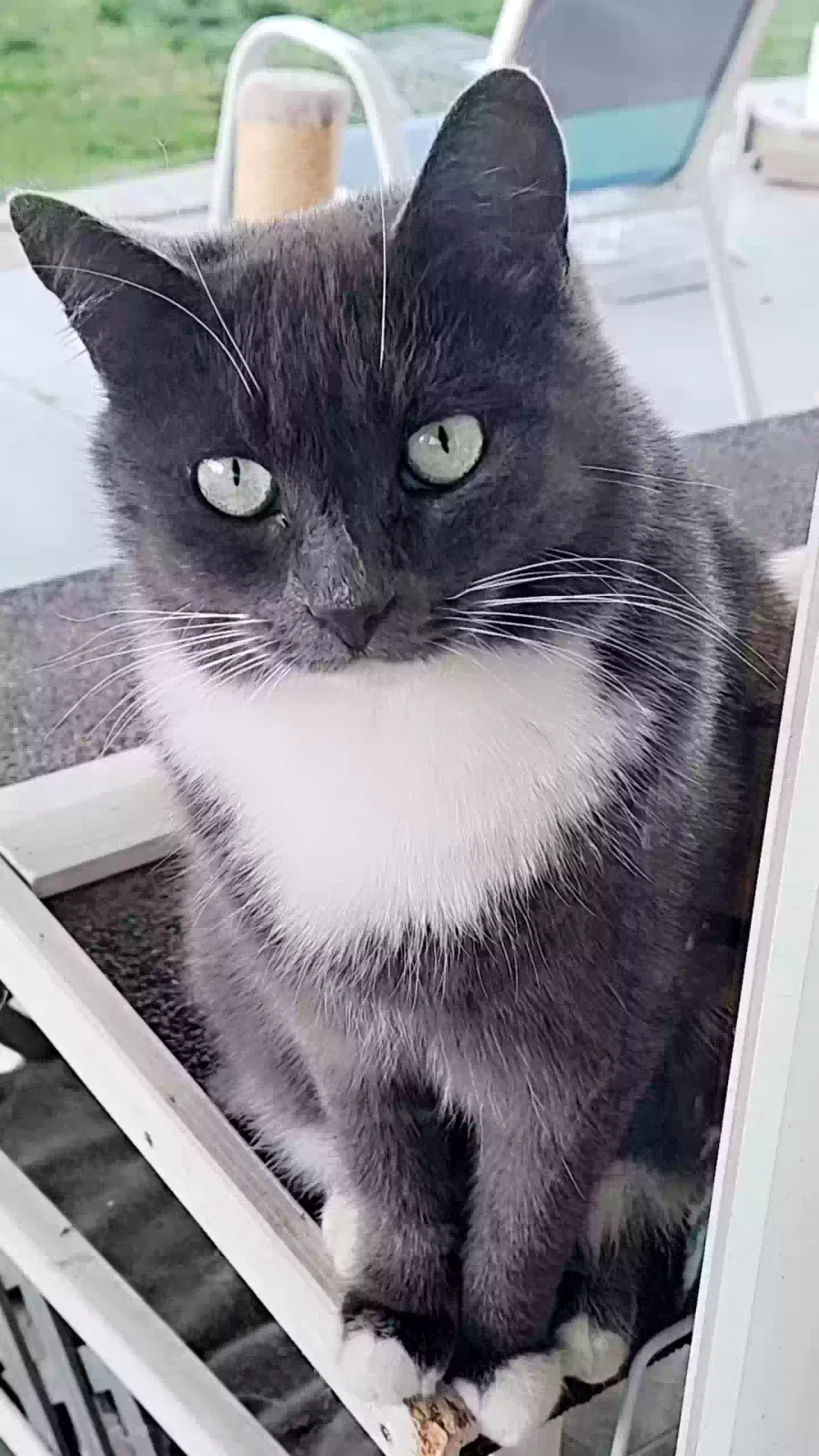 Lost cat in Lancaster, CA, 93535