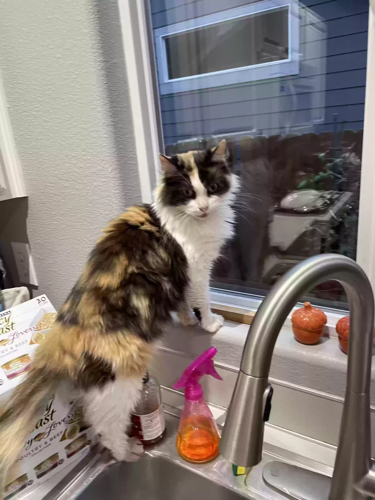 Found cat in Salem, OR, 97304
