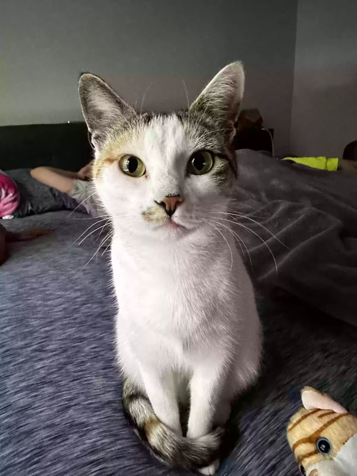Lost cat in Raleigh, NC, 27606