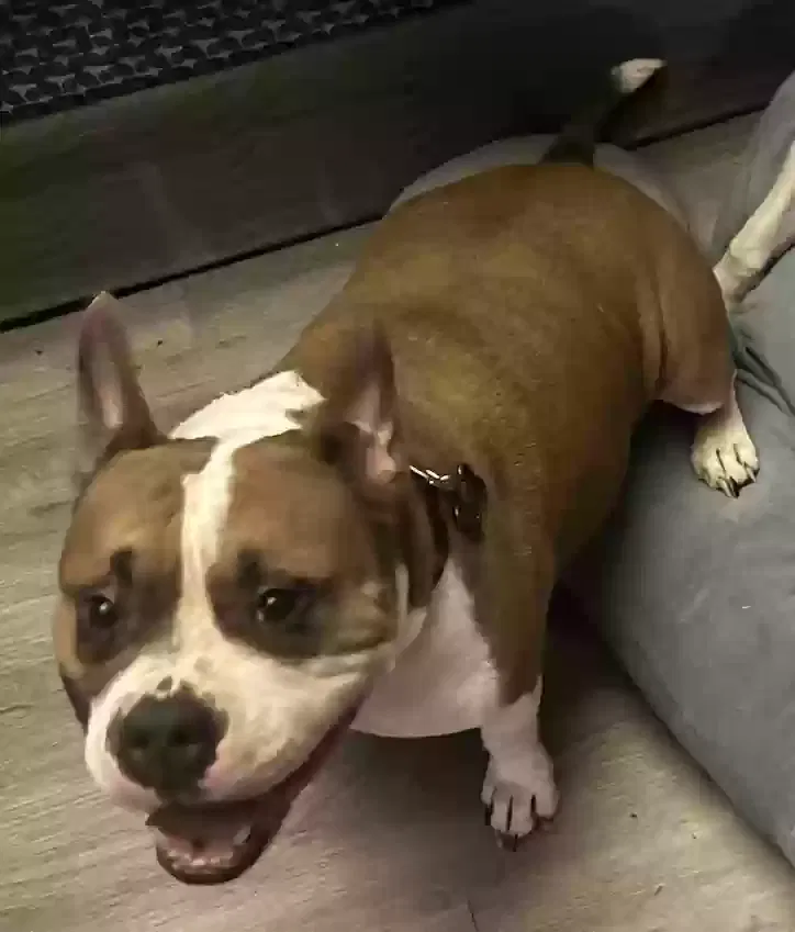 Lost dog in Mooresville, NC, 28115