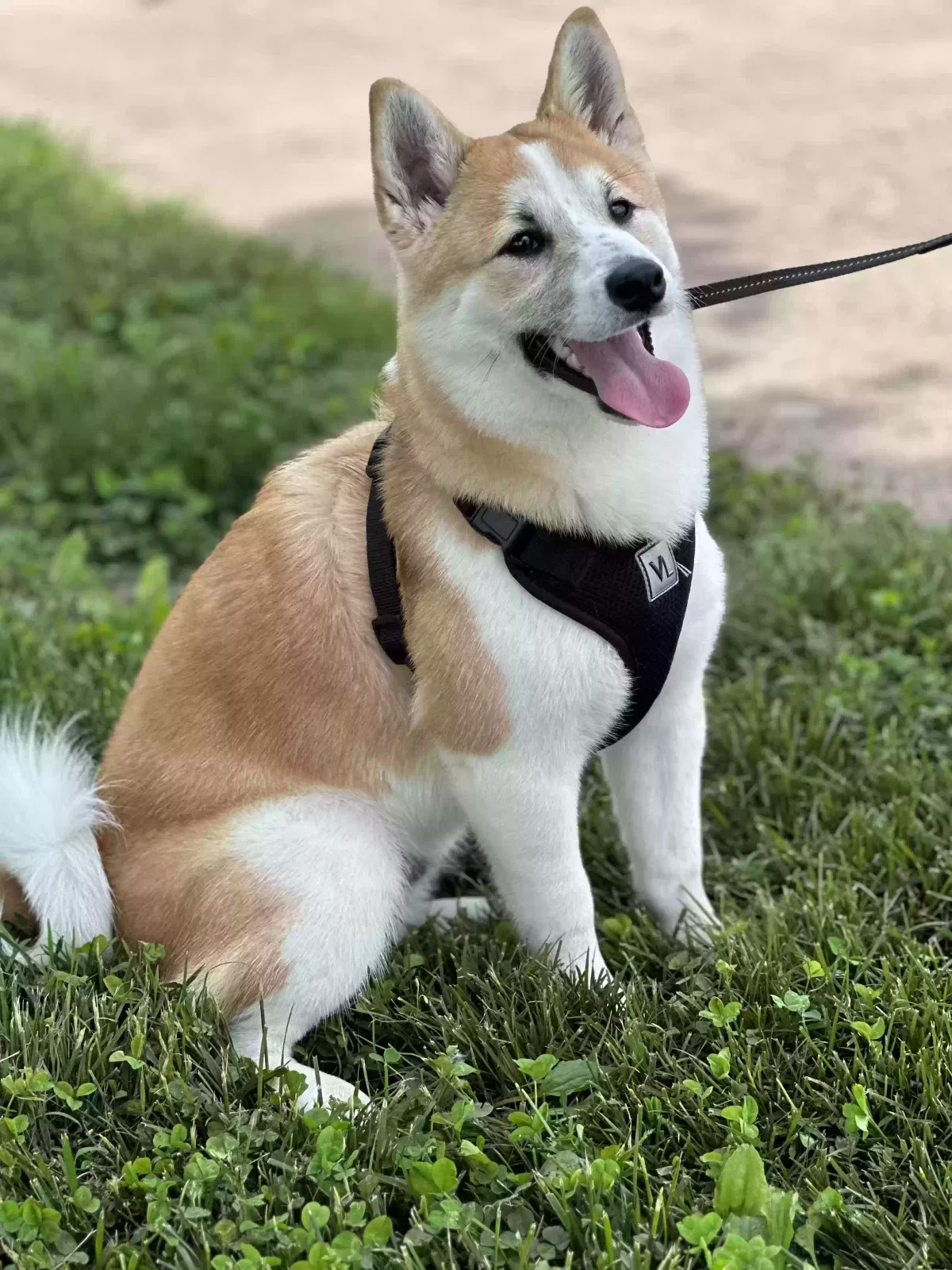 Lost dog in Saint Charles, MO, 63301