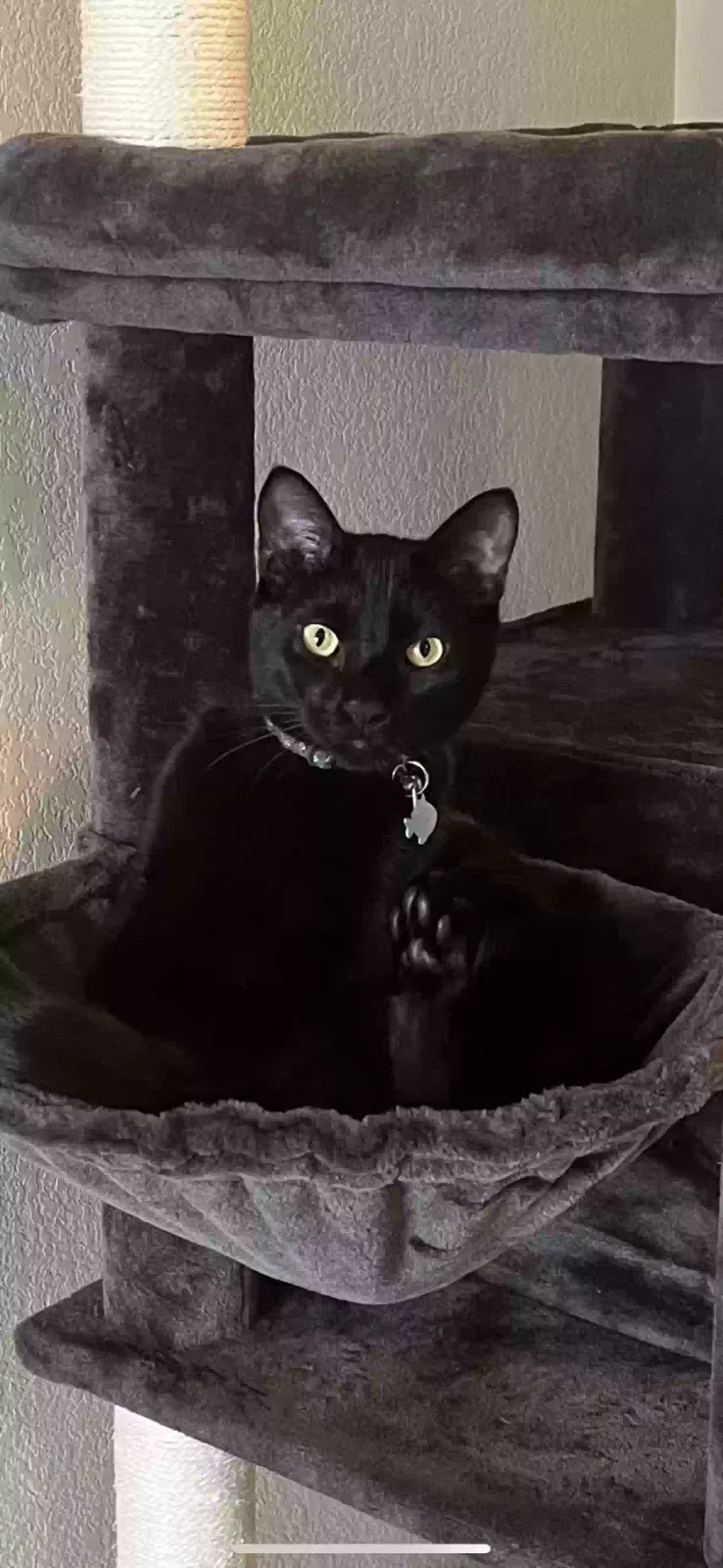 Lost cat in San Marcos, TX, 78666