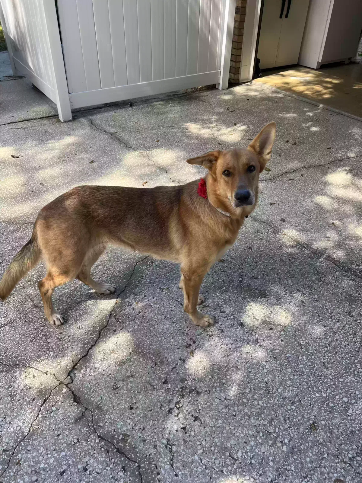 Found dog in Deland, FL, 32724