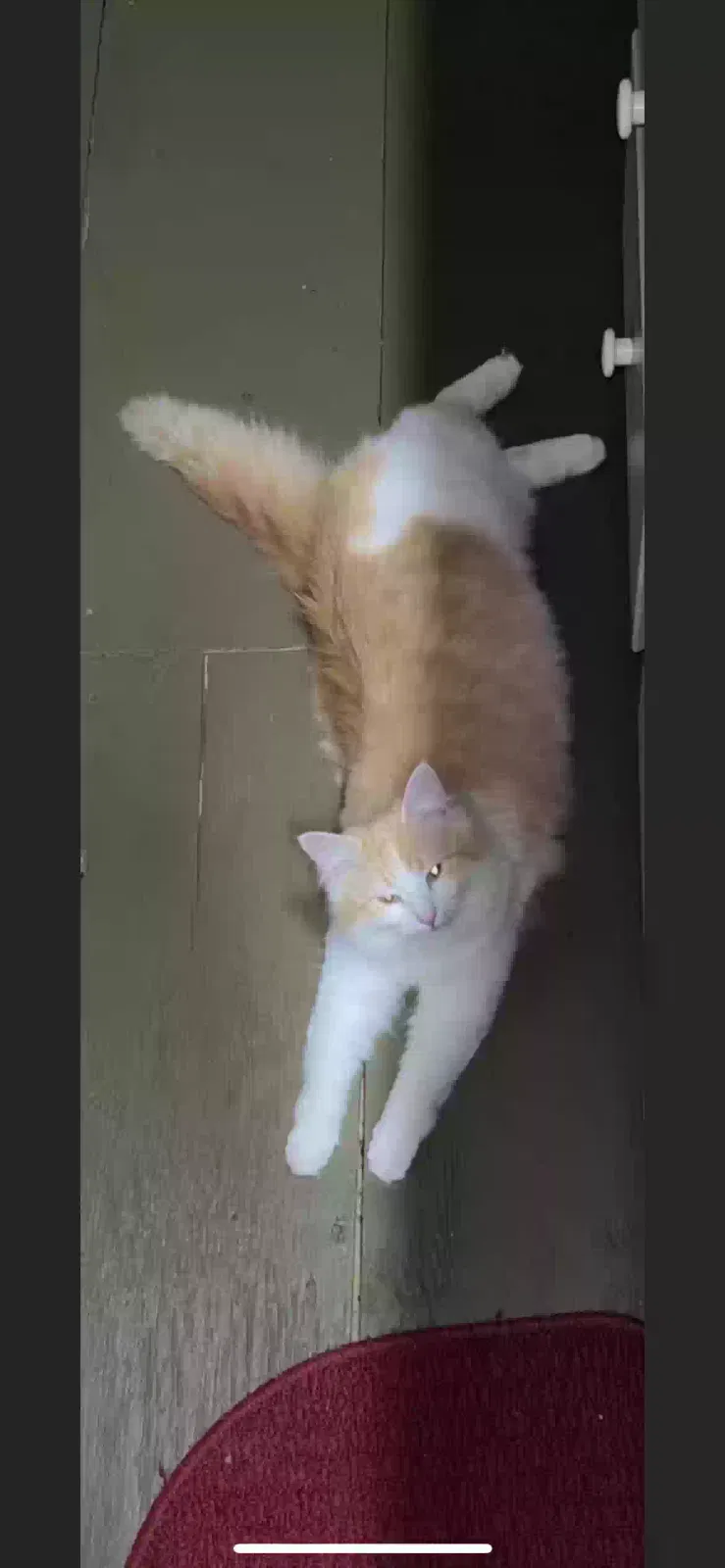 Lost cat in Dahlonega, GA, 30533